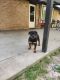Rottweiler Puppies for sale in Humble, TX, USA. price: NA