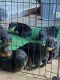 Rottweiler Puppies for sale in Milwaukee, WI, USA. price: NA
