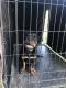 Rottweiler Puppies for sale in Concord, CA, USA. price: $1,500