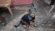 Rottweiler Puppies for sale in Kanpur, Uttar Pradesh, India. price: 15000 INR