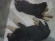 Rottweiler Puppies for sale in Lake County, FL, USA. price: $600