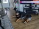 Rottweiler Puppies for sale in Springfield, MO, USA. price: NA