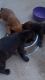 Rottweiler Puppies for sale in Columbus, GA 31904, USA. price: NA