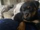 Rottweiler Puppies for sale in Greer, SC, USA. price: $2,500