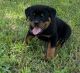 Rottweiler Puppies for sale in Granby, MO 64844, USA. price: $650