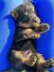 Rottweiler Puppies for sale in Santa Barbara, CA, USA. price: $2,000