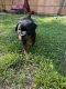 Rottweiler Puppies for sale in St. Petersburg, FL 33705, USA. price: NA