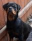 Rottweiler Puppies for sale in Tracy, CA, USA. price: $1,000