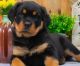 Rottweiler Puppies for sale in California City, CA, USA. price: $700