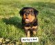 Rottweiler Puppies for sale in Marseilles, IL 61341, USA. price: $1,800