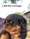 Rottweiler Puppies for sale in Marseilles, IL 61341, USA. price: $1,800