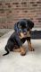 Rottweiler Puppies for sale in Sanger, TX 76266, USA. price: NA