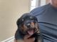 Rottweiler Puppies for sale in Northern California, CA, USA. price: $2,000