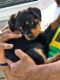 Rottweiler Puppies for sale in Trenton, NJ 08618, USA. price: NA
