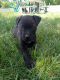 Rottweiler Puppies for sale in Massillon, OH, USA. price: NA