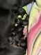 Rottweiler Puppies for sale in Salem, OR, USA. price: $900