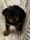Rottweiler Puppies for sale in Ypsilanti, MI, USA. price: $1,500
