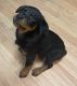 Rottweiler Puppies for sale in Gulf Breeze, FL, USA. price: $300