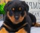 Rottweiler Puppies for sale in Alabama City, Gadsden, AL 35904, USA. price: NA