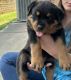 Rottweiler Puppies for sale in Cumming, GA, USA. price: $2,500