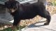 Rottweiler Puppies for sale in New York, NY 10118, USA. price: $650
