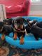 Rottweiler Puppies for sale in Plymouth, MA, USA. price: NA