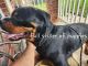 Rottweiler Puppies for sale in San Antonio, TX, USA. price: $1,500