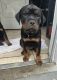 Rottweiler Puppies for sale in St. Petersburg, FL 33705, USA. price: $1,000