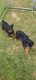 Rottweiler Puppies for sale in 3315 N 40th St, Milwaukee, WI 53216, USA. price: NA
