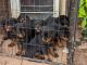 Rottweiler Puppies for sale in Atlanta, GA, USA. price: $1,800
