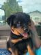 Rottweiler Puppies for sale in Grand Junction, CO, USA. price: $1,979