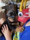 Rottweiler Puppies for sale in East Brunswick, NJ 08816, USA. price: $1,000
