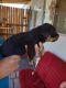 Rottweiler Puppies for sale in Amarillo, TX, USA. price: NA
