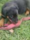 Rottweiler Puppies for sale in Ponchatoula, LA, USA. price: $700