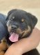 Rottweiler Puppies for sale in Picayune, MS 39466, USA. price: $2,000