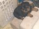 Rottweiler Puppies for sale in Johnson City, TN 37601, USA. price: NA