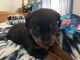 Rottweiler Puppies for sale in St Albans, WV 25177, USA. price: $800