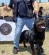 Rottweiler Puppies for sale in Upland, CA 91786, USA. price: $2,500