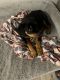 Rottweiler Puppies for sale in Fort Pierce, FL, USA. price: $1,200