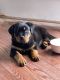 Rottweiler Puppies for sale in Charles Town, WV 25414, USA. price: NA