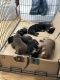 Rottweiler Puppies for sale in Oxford, NC 27565, USA. price: NA