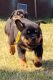 Rottweiler Puppies for sale in Yelm, WA, USA. price: $2,000