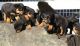 Rottweiler Puppies for sale in New York, NY 10118, USA. price: $700