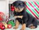 Rottweiler Puppies for sale in New York, NY, USA. price: $680