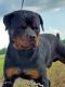 Rottweiler Puppies for sale in Houston, TX, USA. price: $800