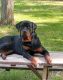 Rottweiler Puppies for sale in Fairburn, GA, USA. price: NA