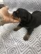Rottweiler Puppies for sale in Orlando, FL, USA. price: $2,000