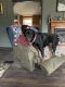 Rottweiler Puppies for sale in Crossville, TN, USA. price: NA