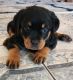 Rottweiler Puppies for sale in Fresno, CA, USA. price: $1,800