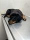Rottweiler Puppies for sale in North Las Vegas, NV 89032, USA. price: $800